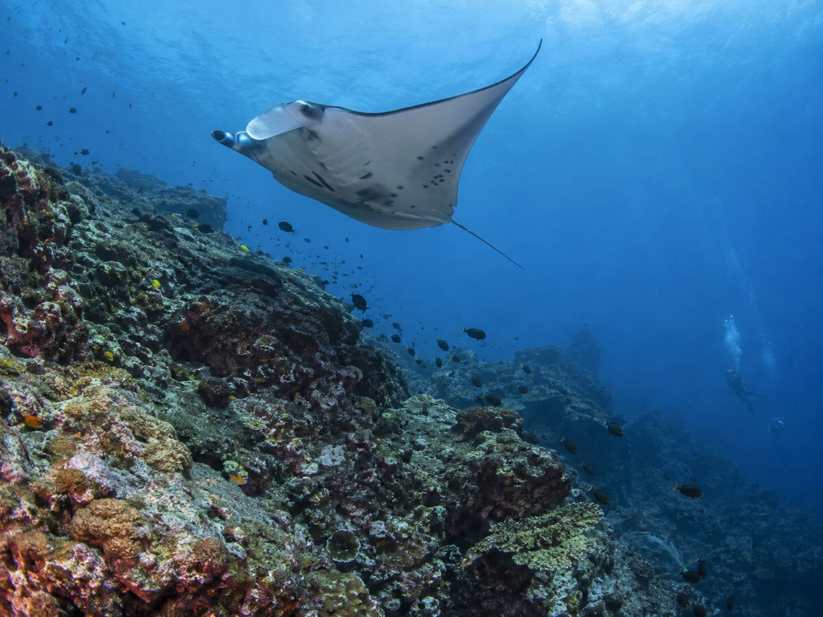 Koh Bon